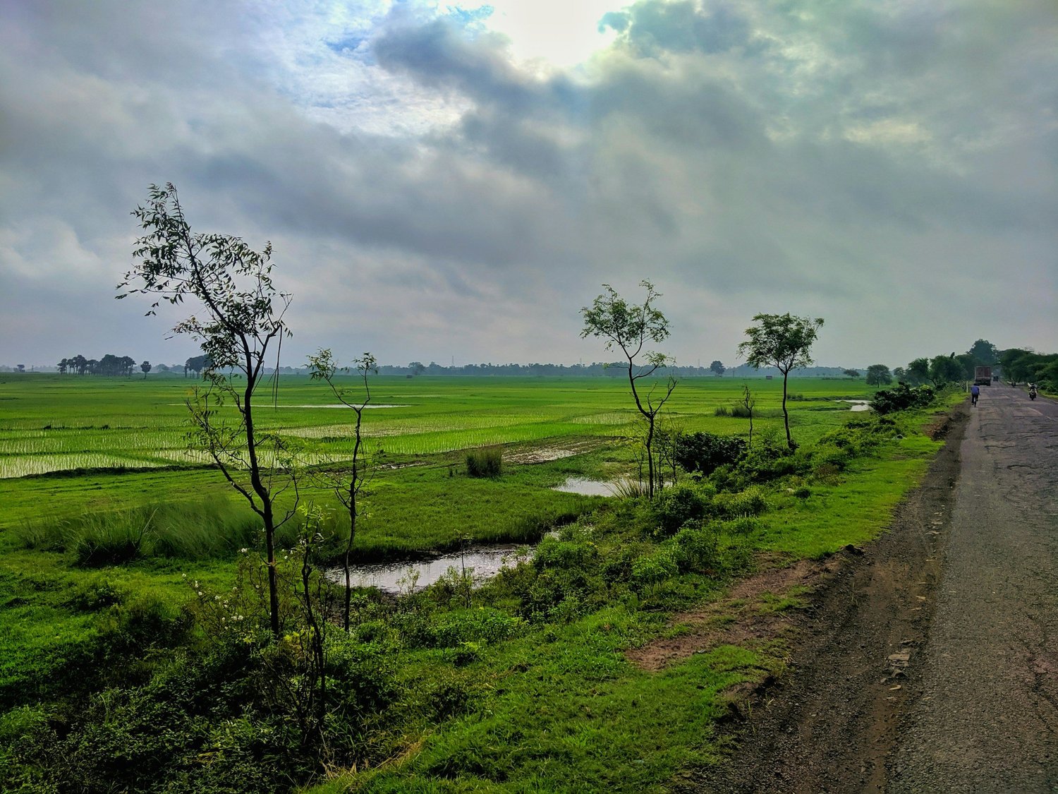 A field of green gram